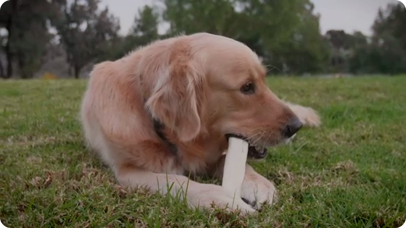 Reward Your Dog With The Natural Goodness Of Kathmandu's Yak Chews